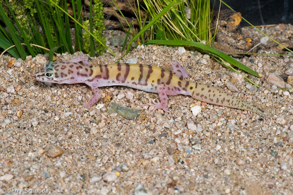 Western Banded Gecko 1