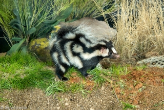 Western Spotted Skunk 2