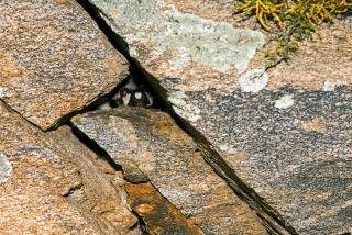 Western Spotted Skunk 4