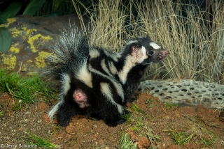 Western Spotted Skunk 3