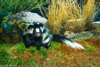 Western Spotted Skunk