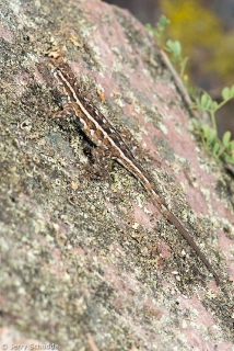 Common Side-blotched Lizard 1