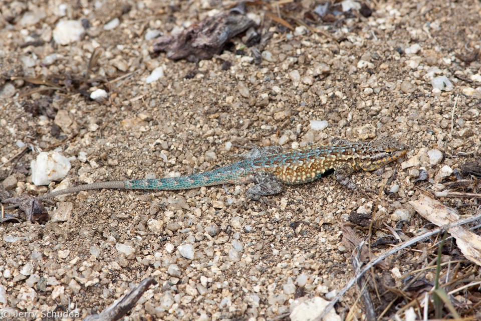 Common Side-blotched Lizard