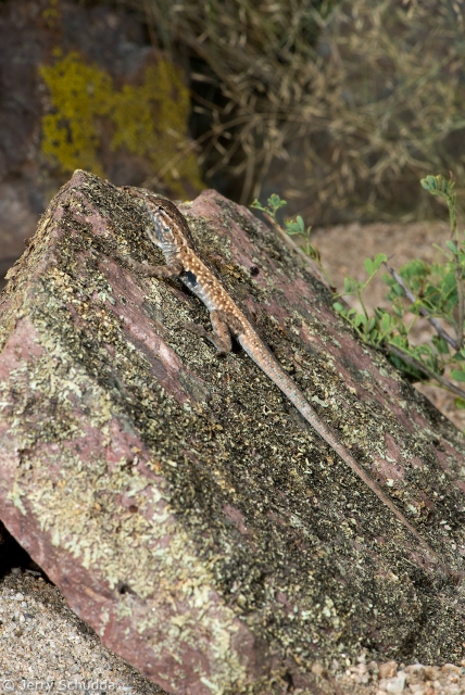 Common Side-blotched Lizard 2