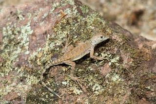 Zebra-tailed Lizard 1