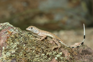 Zebra-tailed Lizard