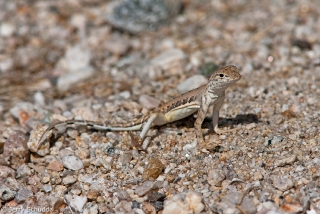 Zebra-tailed LIzard 2