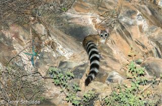 Ringtail subcategory