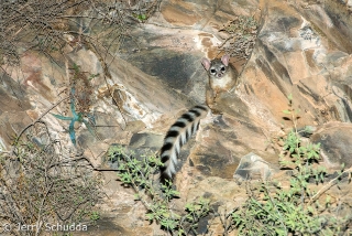 Ringtail 6