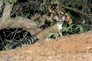 Ringtail 4