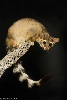 Ringtail