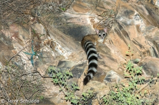 Ringtail 1