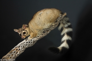 Ringtail 2