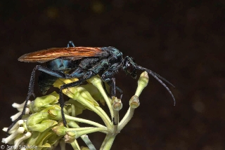 Tarantula Hawk(Pepsis species) 2