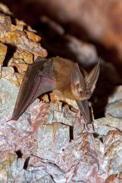 Townsend's Big-eared Bat 3