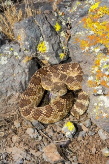 Western Rattlesnake 3