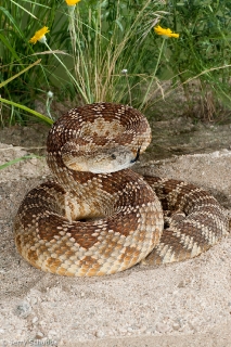 Western Rattlesnake