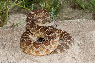 Western Rattlesnake 1