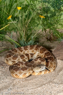 Western Rattlesnake 4