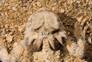 Desert Horned Lizard 4