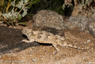 Desert Horned Lizard 1