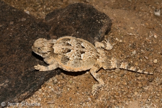 Desert Horned Lizard