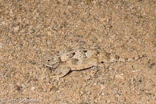 Desert Horned Lizard 2