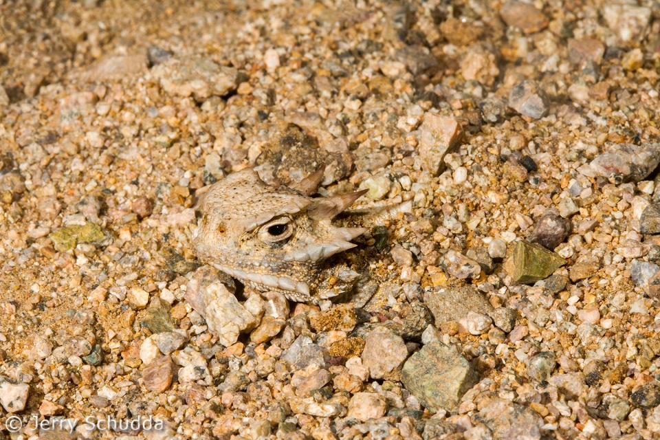 Desert Horned Lizard 3