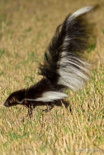 Hooded Skunk 3