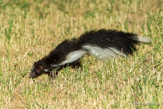 Hooded Skunk 6