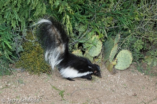 Hooded Skunk