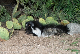 Hooded Skunk 2