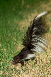 Hooded Skunk 5