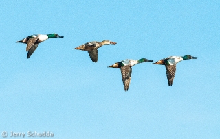 Flight of Northern Shovelers 2