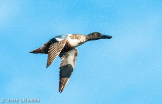 Northern Shoveler Duck male 3