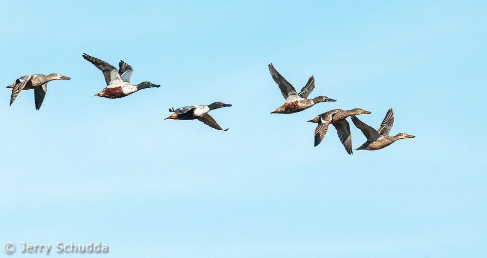 Flight of Northern Shovelers 1