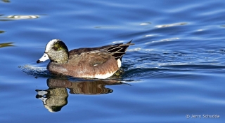 American Wigeon 3