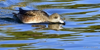 American Wigeon female 4