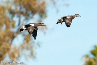 American Wigeon