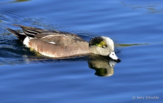 American Wigeon male 5