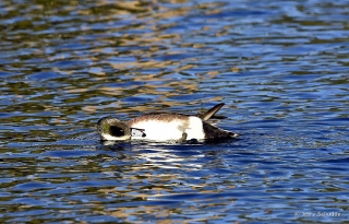 American Wigeon 8