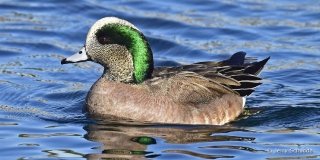 American Wigeon 6