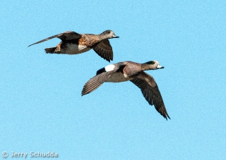 American Wigeon 1