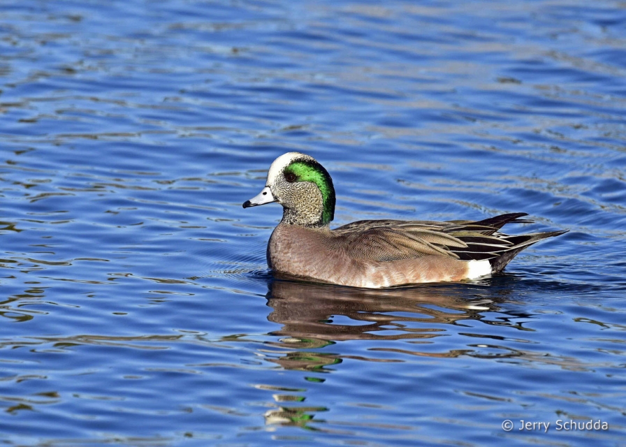 American Wigeon 7