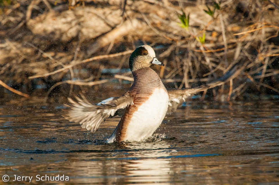 American Wigeon male 2