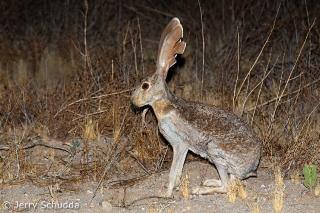 Antelope Jackrabbit 2