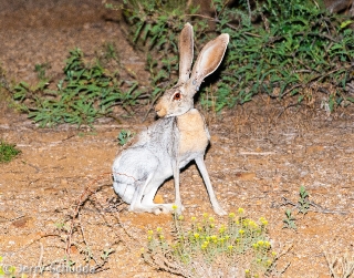 Antelope Jackrabbit