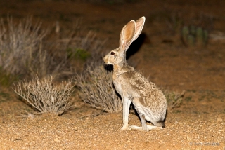 Antelope Jackrabbit 3