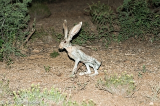 Antelope Jackrabbit with ticks 1 