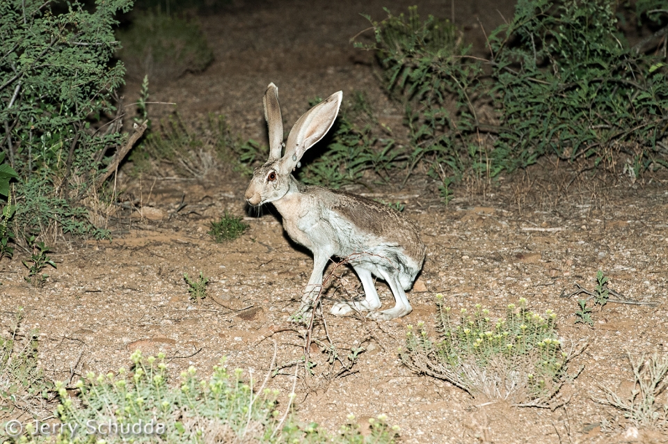Antelope Jackrabbit with ticks 1 